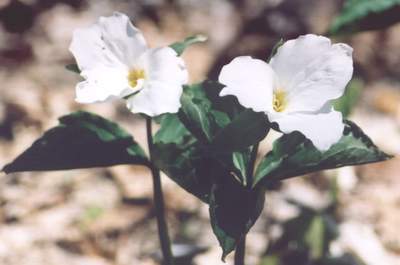 Канада. Trillium - цветок-символ Онтарио.