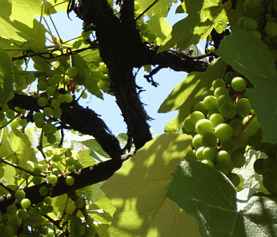 Абхазский виноград