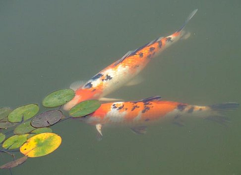 две рыбы красного цвета