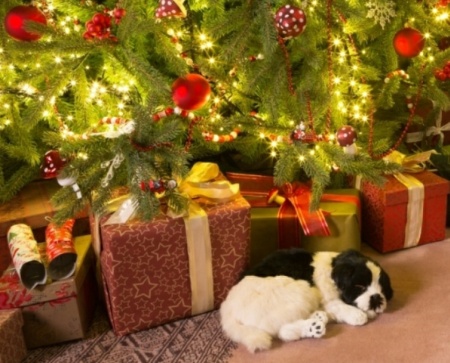 щенок в подарок под елкой