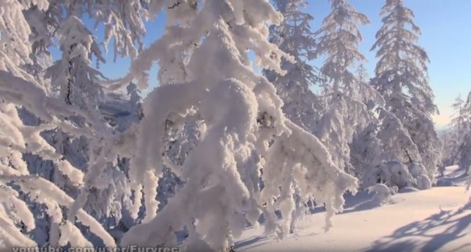 лес в сильный мороз колыма