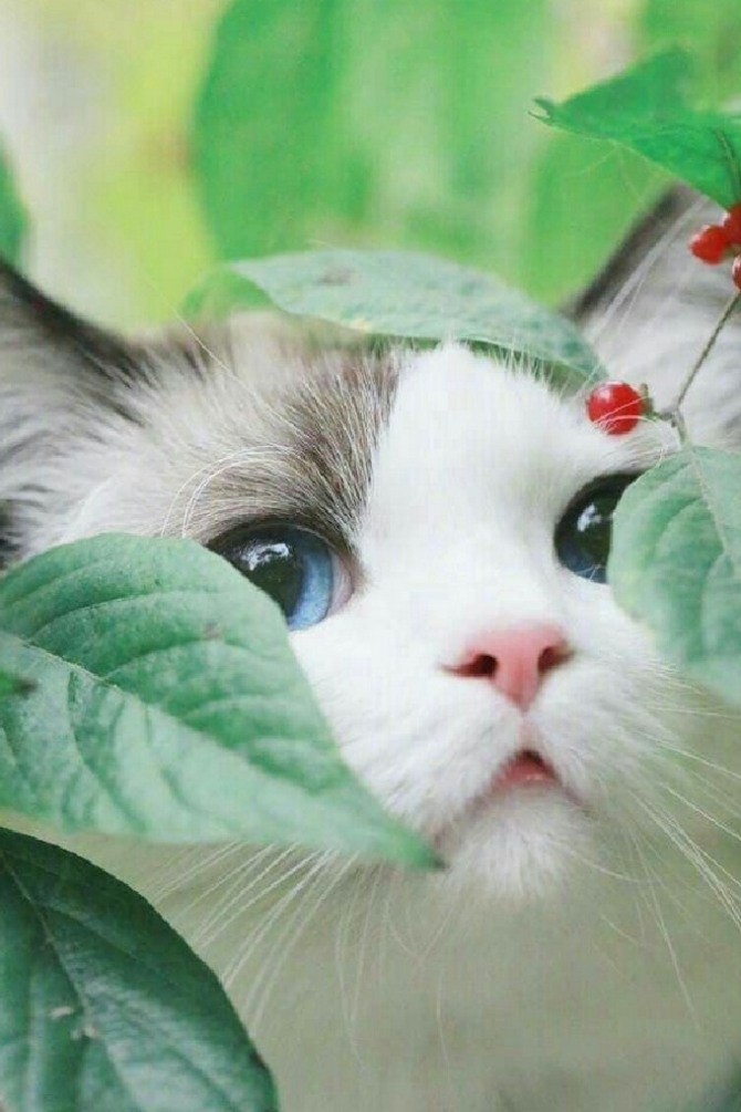 удивительной красоты кошка