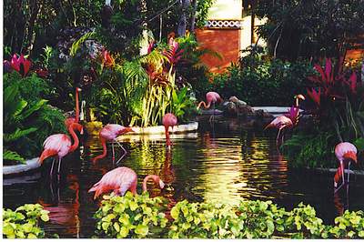 Территория отеля, где свободно разгуливают фламинго