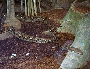 Сетчатый Питон (Reticulated Python)