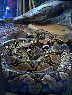 Сетчатый Питон (Reticulated Python)