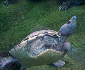 Малазийская расписная черепаха
