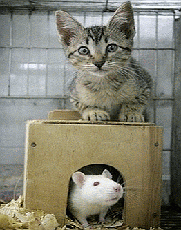 Мышь (Крыса) - характеристика знака