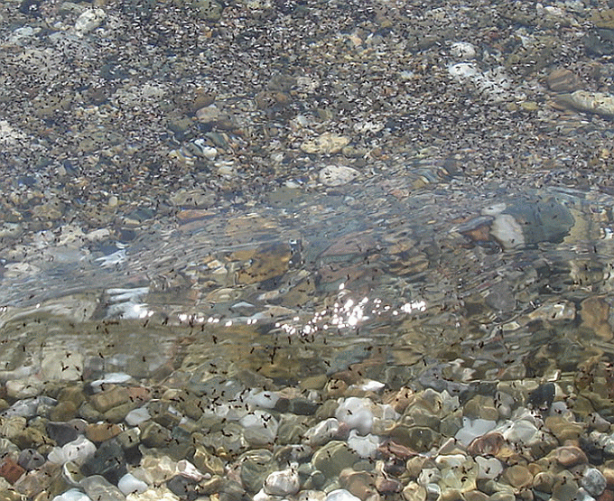 Мошка плавает в воде