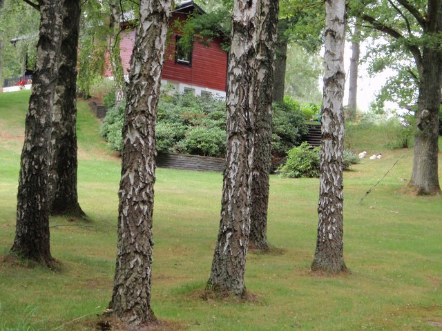 деревья и дом