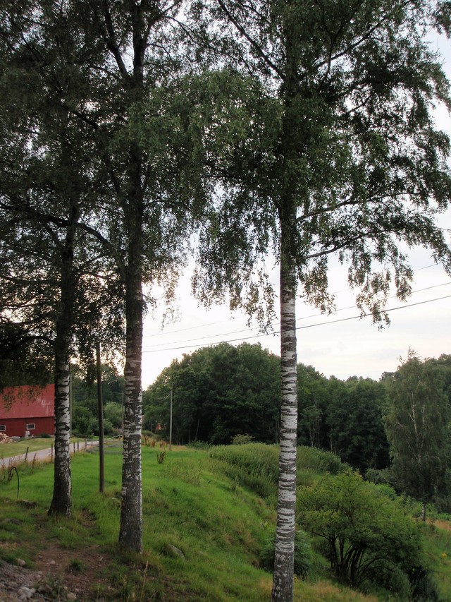 деревья Швеции