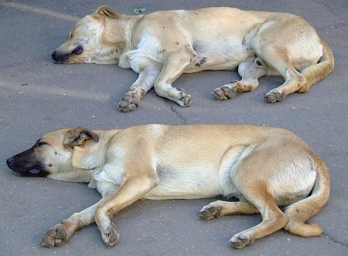 две собаки лежат на асфальте