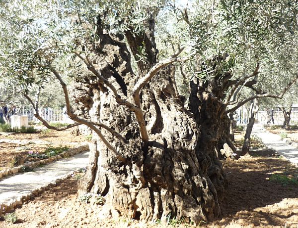 Вечные деревья-оливы