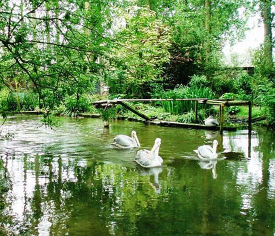 пеликаны кружатся на воде