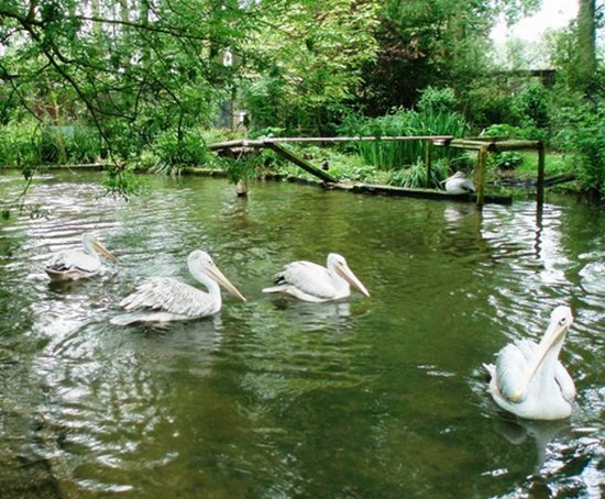 танец пеликанов на воде