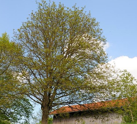 Ореховое дерево