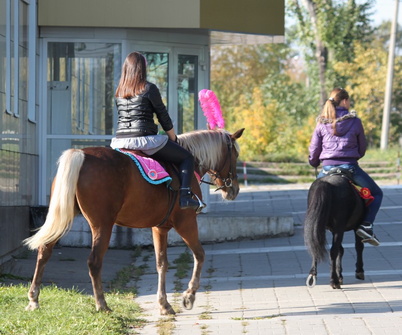 Pony слушать. Пони девочек катает пони мальчиков катает. Пони девушки. Пони девочек катает текст.