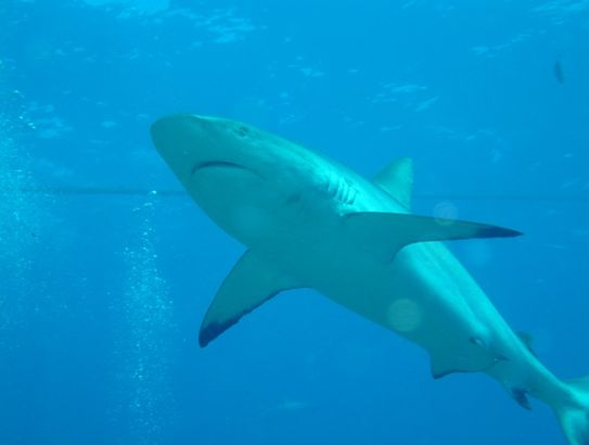 дайвинг с акулами в Австралии - репортаж