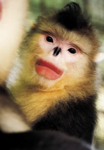 Красивая обезьяна