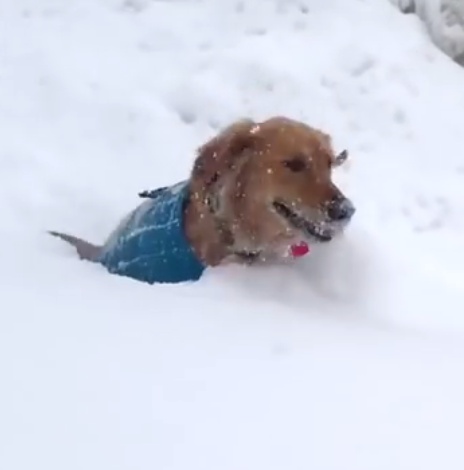 видео про собак в снегу