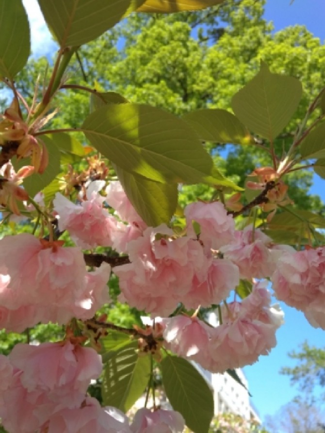 сакура в краснодарском крае цветет