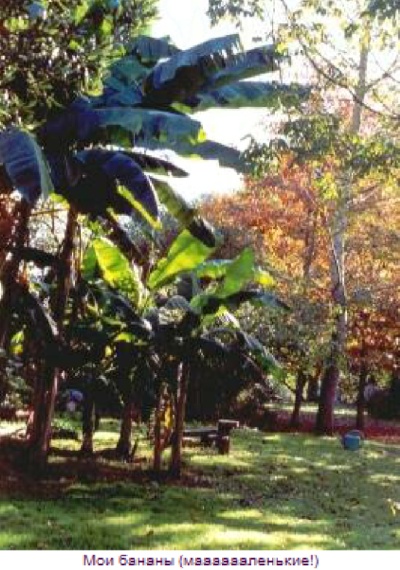 банановые деревья в предгорьях Пиренеев